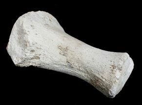 Mosasaurus Phalanx (Paddle Bone) - Cretaceous #3407