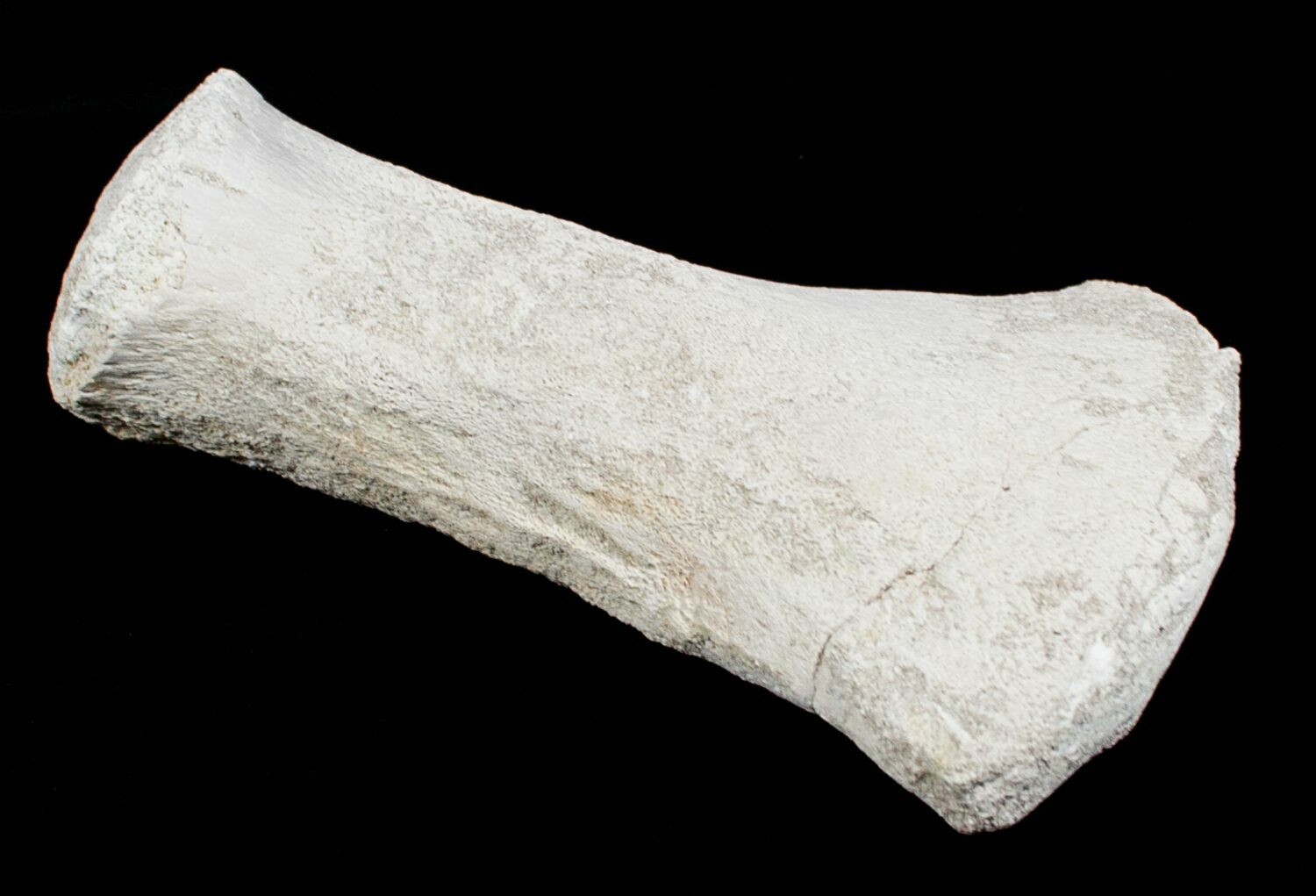 mosasaurus bone