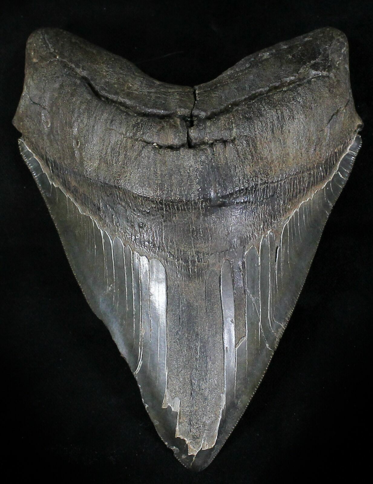 6.02" Fossil Megalodon Tooth - 50+ Foot Shark For Sale ...