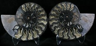 Black Ammonite Pair - Rare Coloration #23919