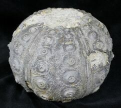 Huge, Jurassic Urchin (Dickisicidaris) - Rare Species #23942