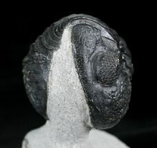 Enrolled Phacops Trilobite On Limestone Pedastal #23951