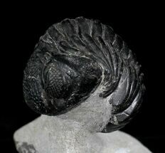 Partially Enrolled Phacops Trilobite On Limestone Pedastal #23954