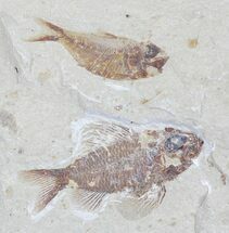 Ctenotherissa & Armigatus Fossil Fish Plate - Lebanon #24056