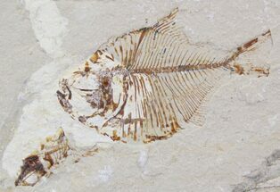 Fossil Fish (Pharmacicnthys) - Hakel, Lebanon #24118