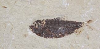 Cretaceous Fossil Fish (Primigatus) With Worm #24122
