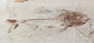 Cretaceous Fossil Fish (Spaniodon) - Part/Counterpart #24125