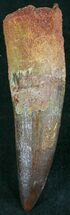 Large Spinosaurus Tooth - Excellent Preservation #24148
