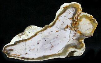 Polished Petrified Wood Chunk - Saddle Mountain, WA #24240