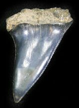 Fossil Mako (Isurus escheri) Shark Tooth - Holland #24370