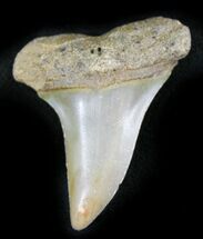 Fossil Mako (Isurus) Shark Tooth - Belgium #24381