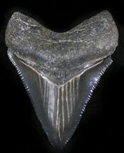 Gorgeous Juvenile Megalodon Tooth #24401