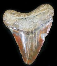 Red Juvenile Megalodon Tooth - North Carolina #24404