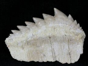 HUGE Fossil Cow Shark (Notorynchus) Tooth - Morocco #24501