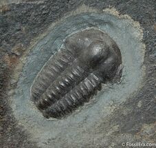 Classic Bohemian Trilobite Ellipsocephalus Hoffi #435