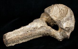 Woolly Rhinoceros Vertebra Bone - Late Pleistocene #3447