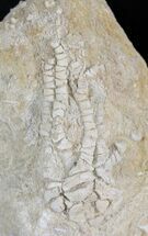 Cymbiocrinus Crinoid - Alabama #24729