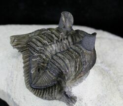Amazing Tower-Eyed Erbenochile Trilobite - #24772