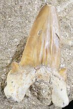 Large, Otodus Shark Tooth Fossil In Rock #24897