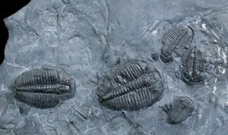 Elrathia Multiple Trilobite Plate #3471