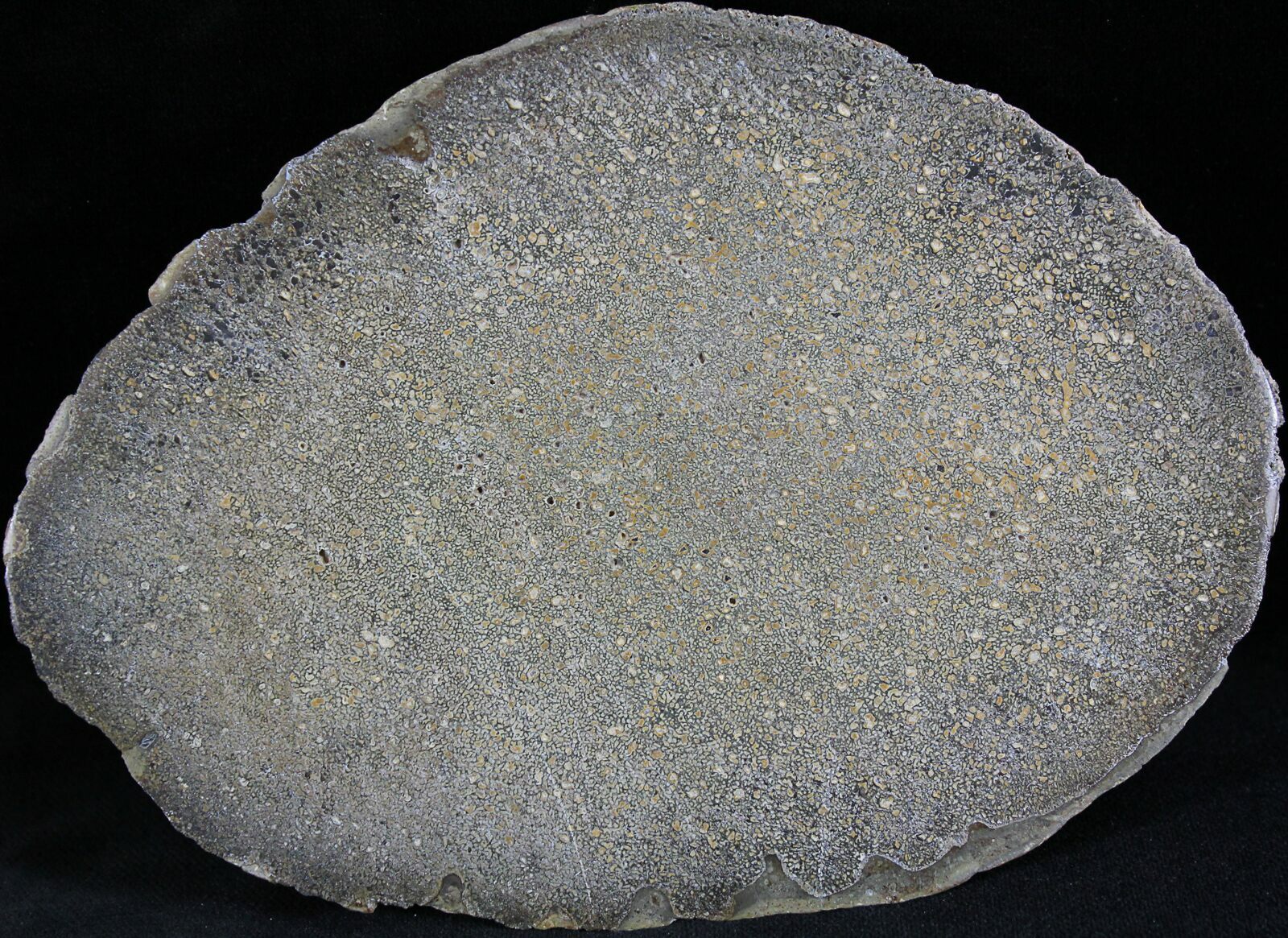 Polished Agatized Dinosaur Bone Slab - 5.3