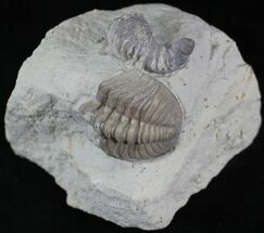 Horn Coral & Trilobite Tail - Haragan Formation, Oklahoma #25283