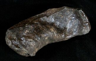 Large Fossil Cetacean (Whale) Ear Bone - Miocene #3494