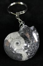 Fossil Goniatite Keychain #25986