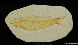 Inch Knightia Fossil Fish From WY #29