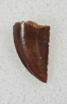 Dark, Serrated Raptor Tooth From Morocco - #26045