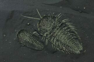 Double Pyritized Triarthrus Trilobite With Legs! - New York #26435