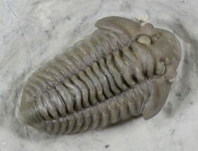 Beautiful Calymene knowlani Trilobite - Quebec #26437