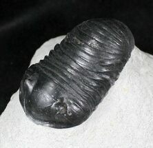 Exceptionally Preserved Wenndorfia Trilobite - #26598
