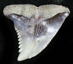 Sharp Hemipristis Serra Tooth - Maryland #26711
