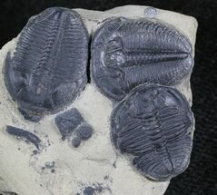 Group of Elrathia Trilobite In Shale - Utah #26806