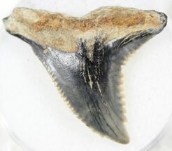 Large Hemipristis Shark Tooth Fossil #27010