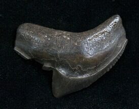 Huge Fossil Tiger Shark Tooth From Georgia - #7648