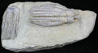 Sarocrinus Crinoid Pair - Crawfordsville, Indiana #27560