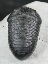 Very D Wenndorfia Trilobite - #27569