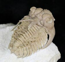 Amazing Hoplolichoides Trilobite From Russia - #28048