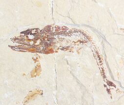 Eurypholis Fossil Fish - Lebanon #28203
