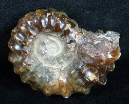 Polished Douvilleiceras Ammonite - Inches #3655