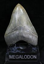 Light Colored Fossil Megalodon Tooth - Georgia #28280