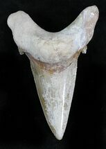 Large Auriculatus Shark Tooth - Dakhla, Morocco #28287