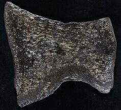 Polished Pliosaur Bone - Russia #28340