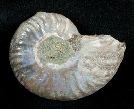 Inch Silver Iridescent Ammonite #3677