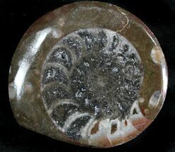 Polished Fossil Goniatite Button - Morocco #28481