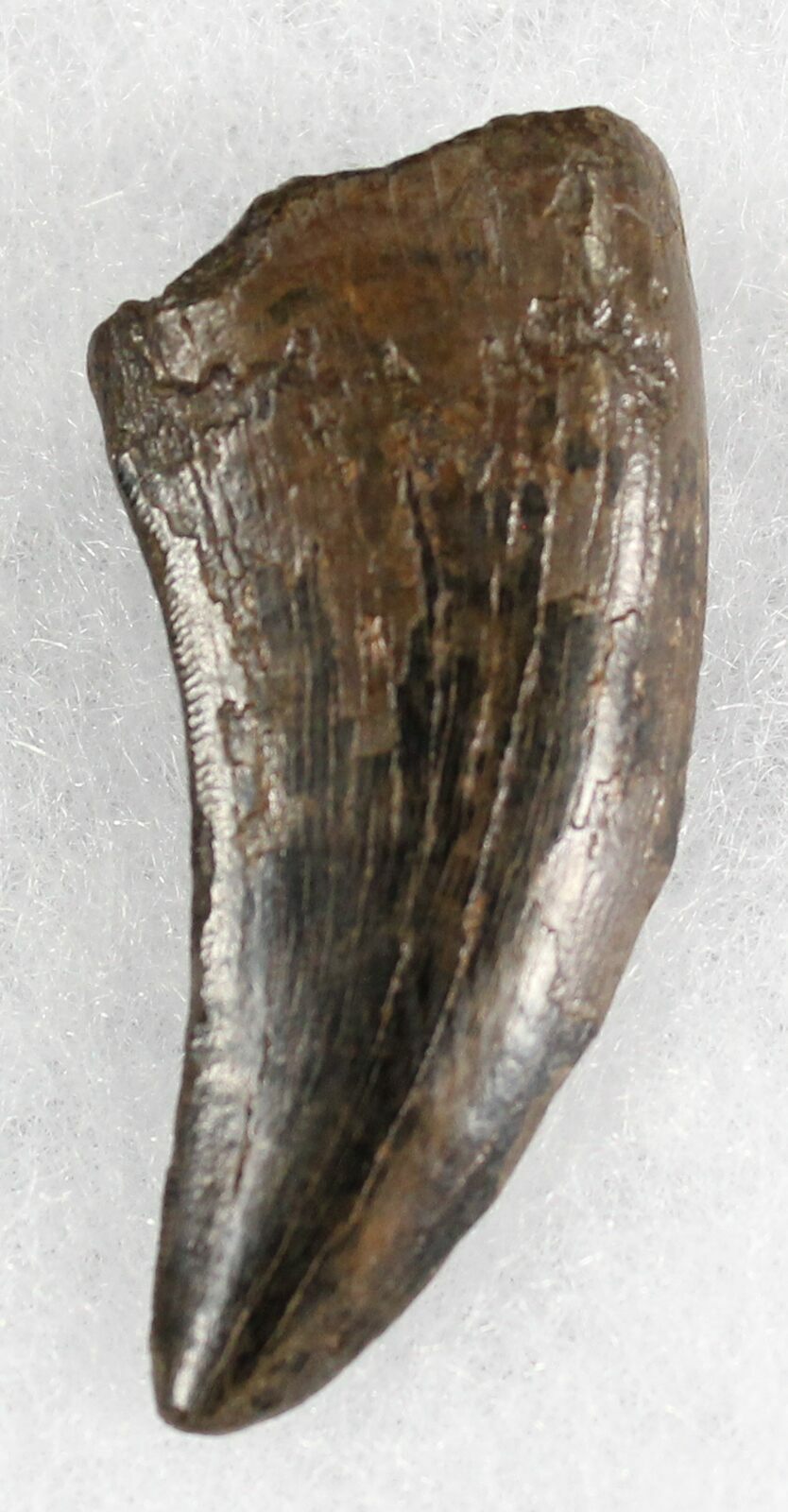 nanotyrannus tooth for sale