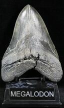 Massive Fossil Megalodon Tooth - Serrated #28721
