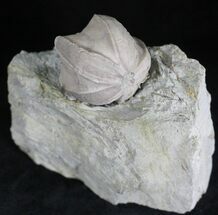 Huge Blastoid (Pentremites godoni) Fossils - Illinois #28752